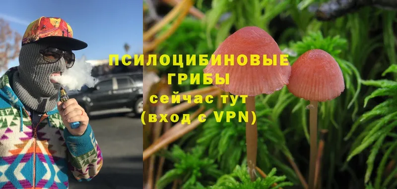 Галлюциногенные грибы Cubensis  Шарыпово 